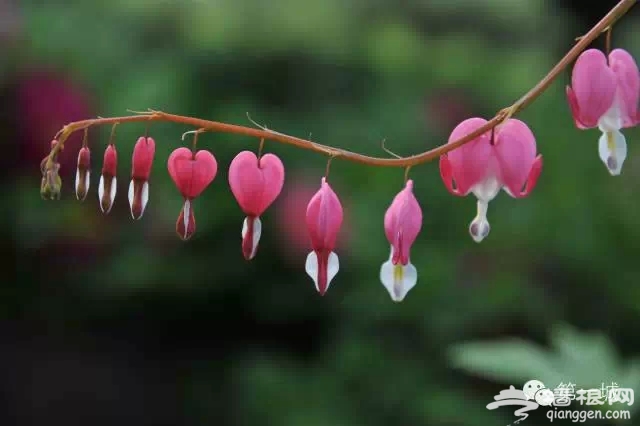 4月，京东最美的踏青赏花地即将启幕[墙根网]