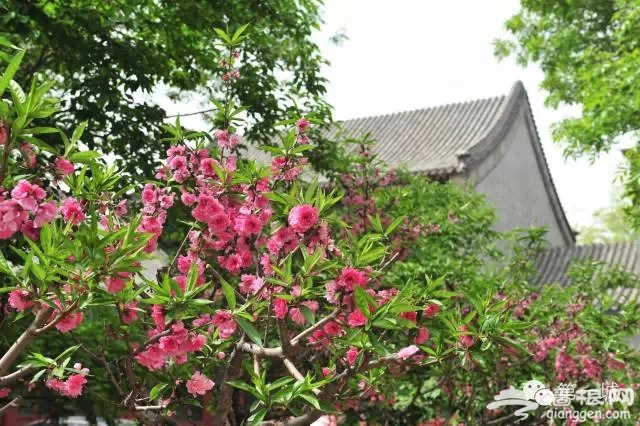 4月，京东最美的踏青赏花地即将启幕[墙根网]