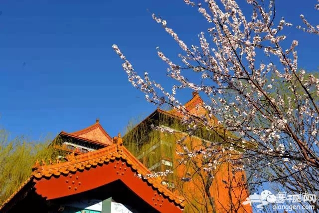 4月，京东最美的踏青赏花地即将启幕[墙根网]