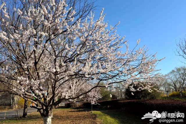 4月，京东最美的踏青赏花地即将启幕[墙根网]