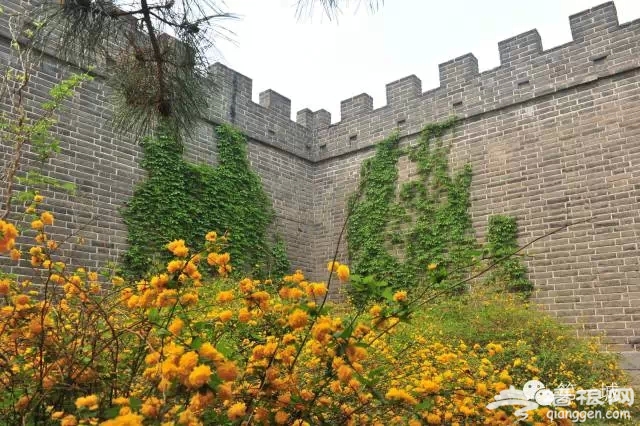 4月，京东最美的踏青赏花地即将启幕[墙根网]
