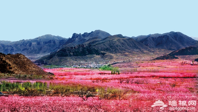 2015平谷桃花節國際徒步大會將于4月底舉辦