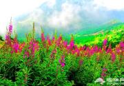 2015北京踏青好去处 三月四月赏花出游好地方