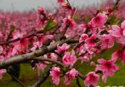 2015北京踏青好去处：京郊密云赏樱桃花