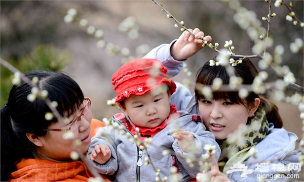 3-4月份看北京植物园都有什么花开了[墙根网]