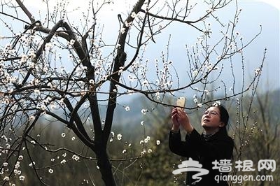 北京春季赏花攻略