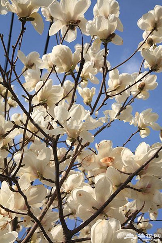 温暖三月 天津城内赏花去哪里 
