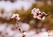 ​北京西山国家森林公园踏青赏花指南