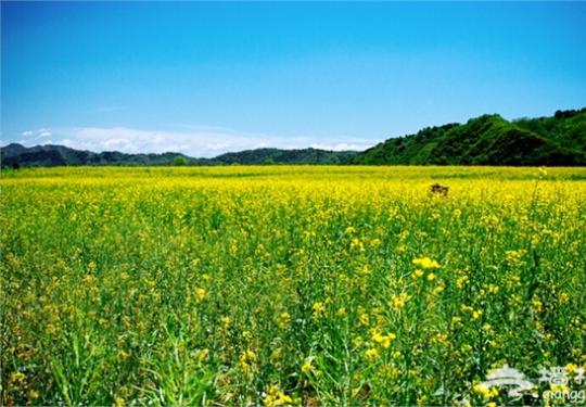 北京看油菜花5月最佳 北京最美油菜花观赏地推荐