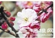 京城赏花期今年提前一周