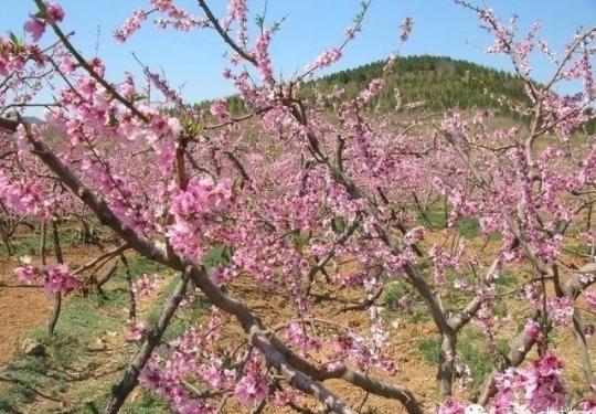 2015平谷桃花节时间、地点、赏花模式及路线