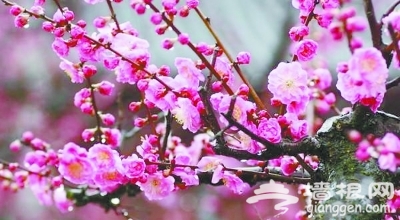 京城景区赏花 梅花是何时移植到北京的