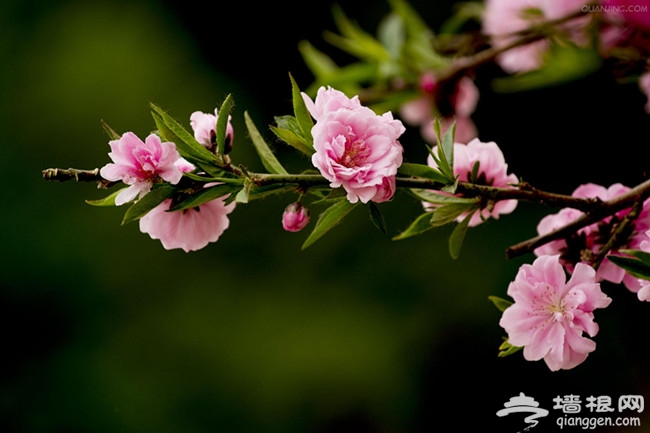 三月踏青 河北哪里赏花好