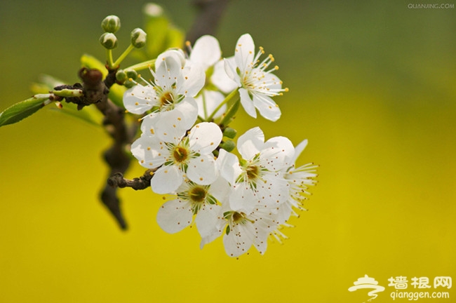 三月踏青 河北哪里赏花好