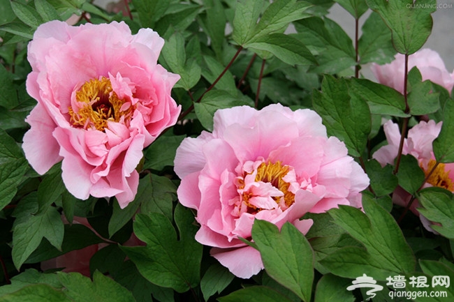 三月踏青 河北哪里赏花好