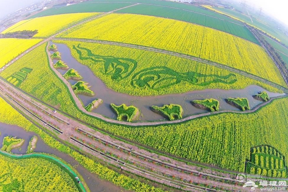 上海油菜花田现巨幅大地油画《丝绸之路》[墙根网]