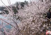 清明京城赏春花攻略：去北宫享受天然大氧吧