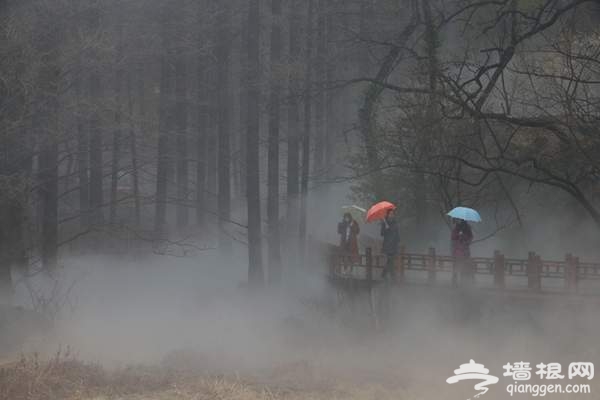 2015北京清明小长假去哪玩 植物园人间仙境赏春花