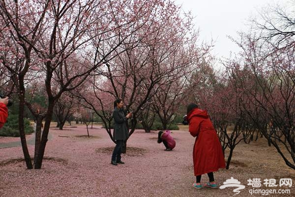 2015北京清明小长假去哪玩 植物园人间仙境赏春花