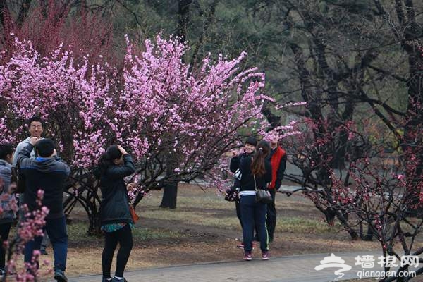 2015北京清明小长假去哪玩 植物园人间仙境赏春花