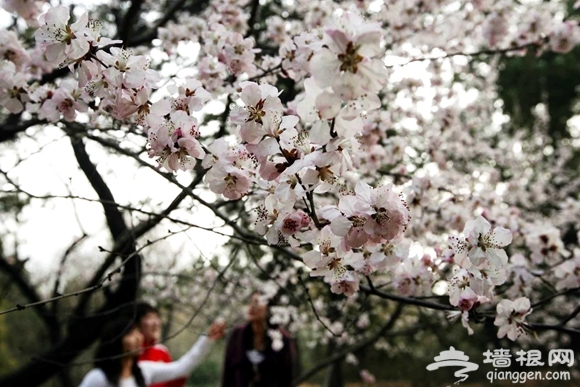 2015香山山花节明开幕赏花路线有特色 60余个品种20万株山花等着您