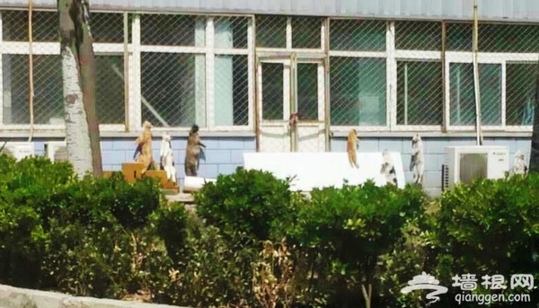 网传北京一制药厂内吊死多只猫