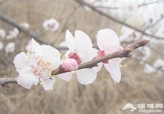 2019新疆吐尔根杏花节