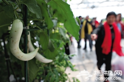 第三届北京农业嘉年华 一棵“植物”长出茄子辣椒西红柿[墙根网]