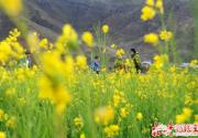 海淀700亩稻田油菜花盛开 五一将迎盛花期