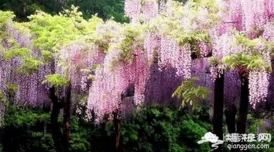 上海紫藤花观赏地五大“最”