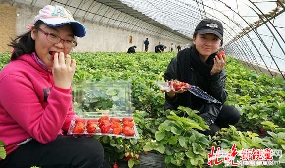昌平草莓五一遭遇“滑铁卢”：种植户守着大棚等不来采摘客
