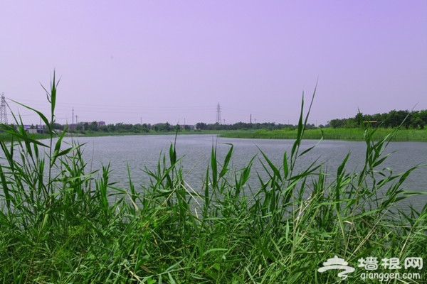 天津七大湿地公园 迎立夏好去处