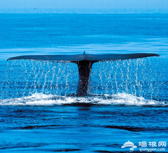推荐20个有可能改变你一生的旅程[墙根网]