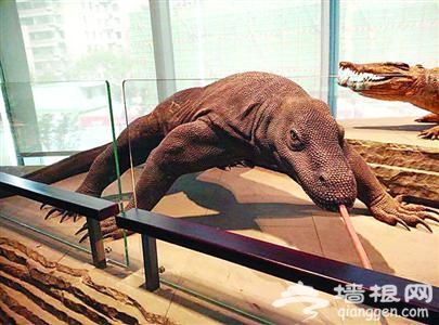 上海自然博物馆开馆不到1个月 海星被乱摸而死巨蜥爪子被扯断
