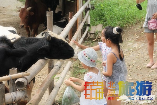 2015北京春季郊游带孩子去哪玩 洼里乡居楼让孩子去了还想去的快乐天地