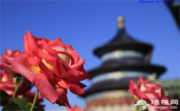 2015北京月季文化节开幕 北京最佳赏月季地点推荐[墙根网]