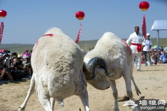 2015张家口尚义赛羊会—羊肉美食节即将开幕[墙根网]