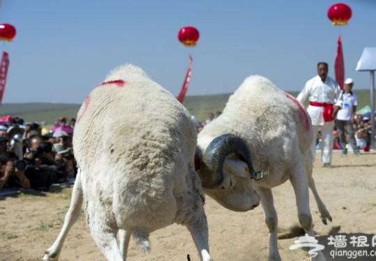 2015张家口尚义赛羊会—羊肉美食节即将开幕
