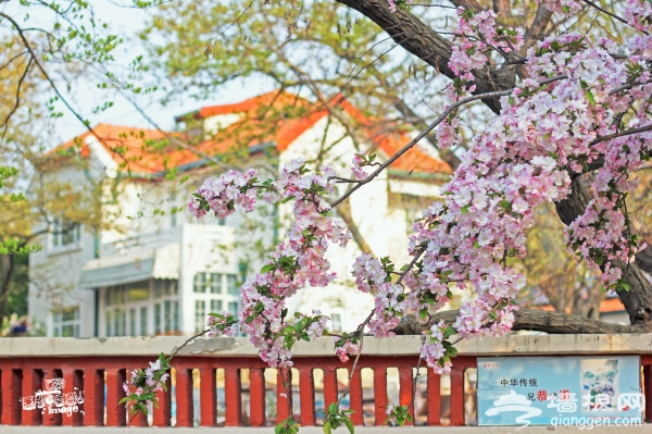 青岛自助游图片