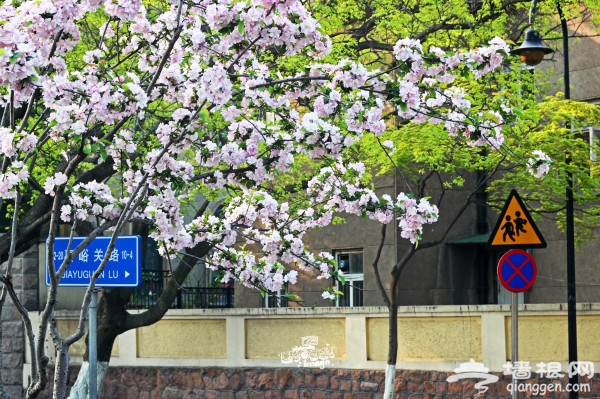 青岛景点图片
