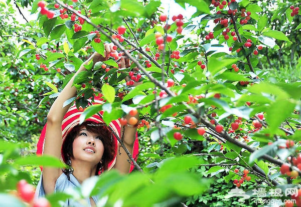 韭园村:在最美乡村,摘玲珑,品玛瑙