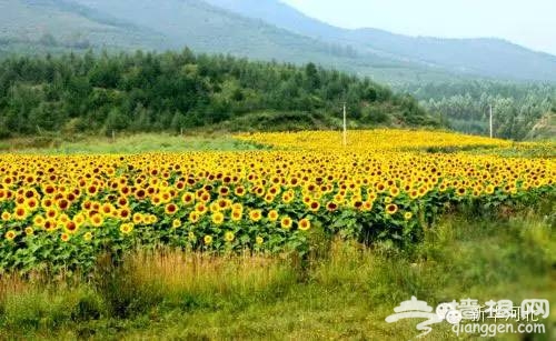 北京周边绝美的向日葵花海[墙根网]