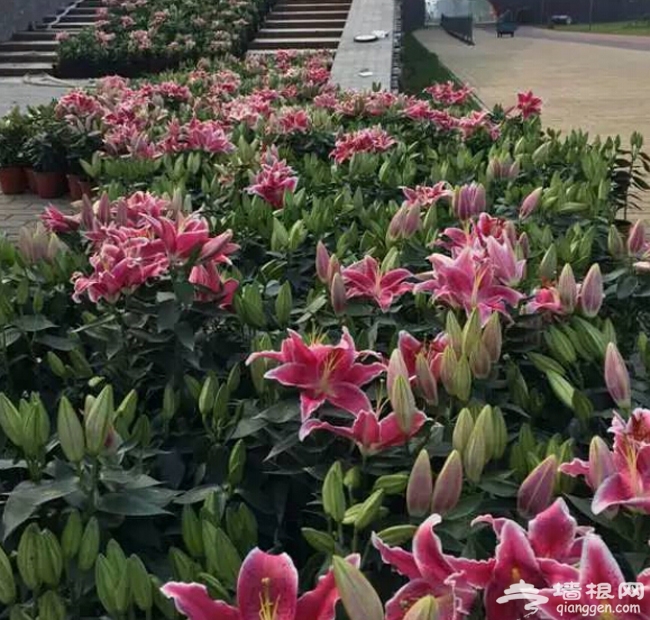 2015京郊夏季去赏花 夏都延庆百合文化节