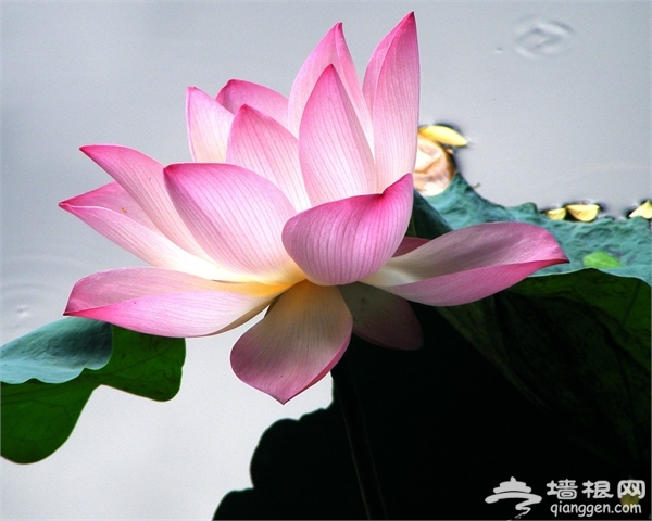 2015北京荷花展大盘点！[墙根网]