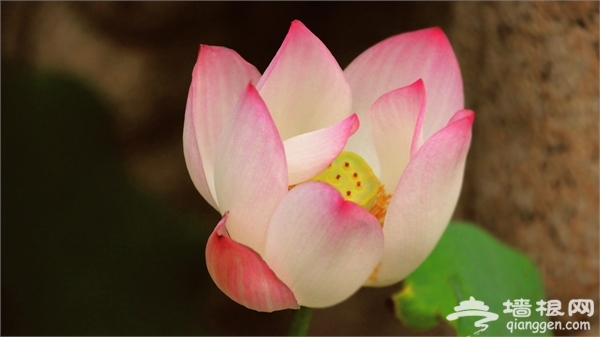 2015北京荷花展大盘点！[墙根网]