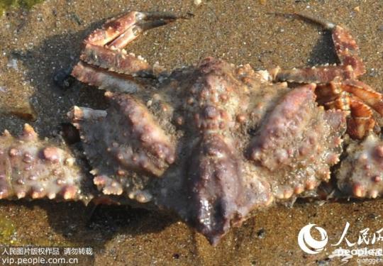 青岛海边发现怪蟹 背部图案似“外星人”