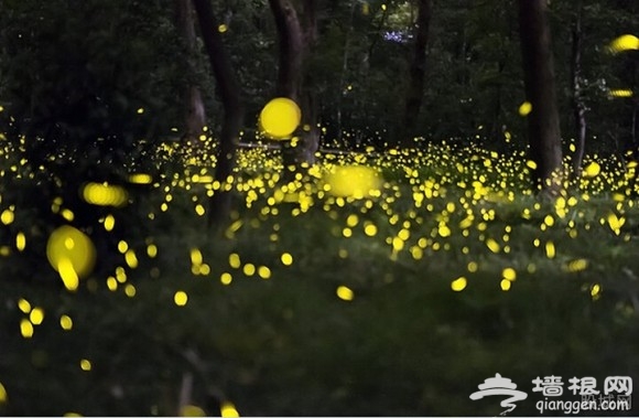 上海首个萤火虫主题公园将开放 漫天飞舞仿佛置身银河之中