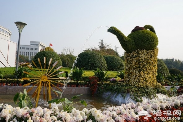 2015上海菊花展中秋迎客[墙根网]
