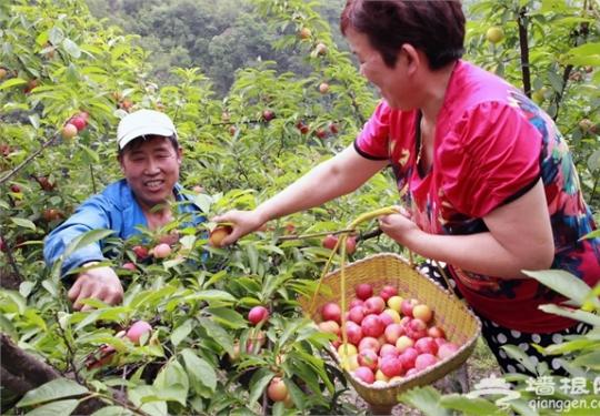 2015密云东邵渠御皇李子节