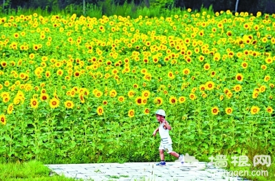 花田乐事 密云东邵渠镇向日葵花田开得正灿烂
